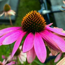 Close-up of vibrant pink echinacea flowers with prominent orange-brown centers, set against a blurred garden background. Some petals are slightly wilted, adding a touch of natural beauty.