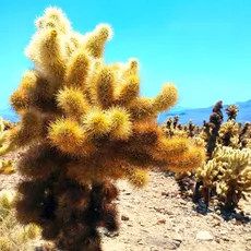 A field of teddy-bear cholla cacti under a clear blue sky at Joshua Tree National Park. The cacti’s spines are illuminated by bright sunlight, casting sharp shadows on the rocky desert terrain. Mountains are visible in the distance.