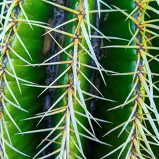 Close-up of a green cactus with long, thin, yellowish spines.