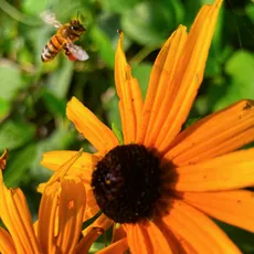 A honeybee hovers near a vibrant orange flower against a backdrop of lush green leaves. The bee's wings are visible in motion, capturing a moment of nature's activity.