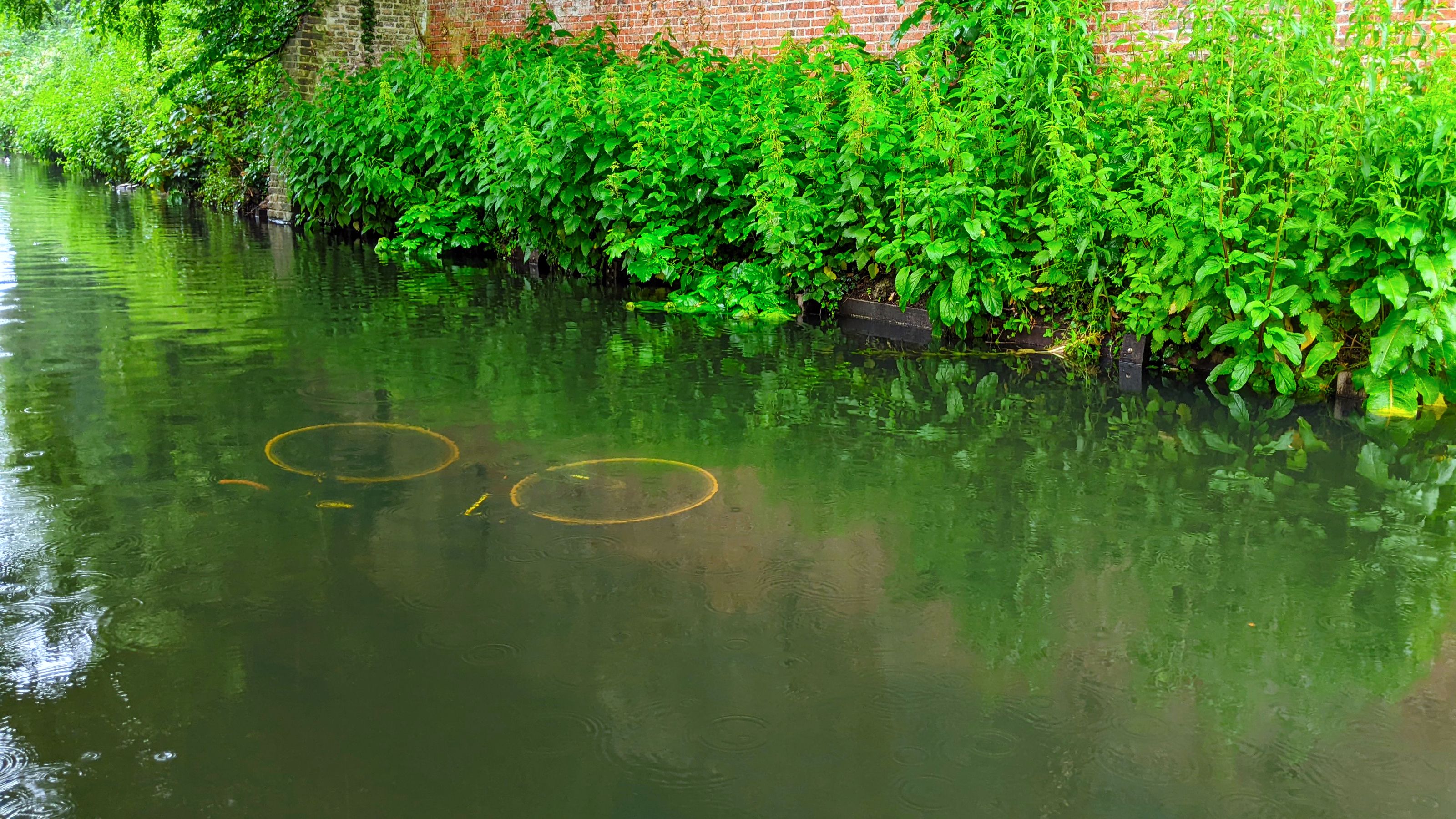 Submerged bicycle in a canal by a lush, ivy-covered brick wall under a grey sky.