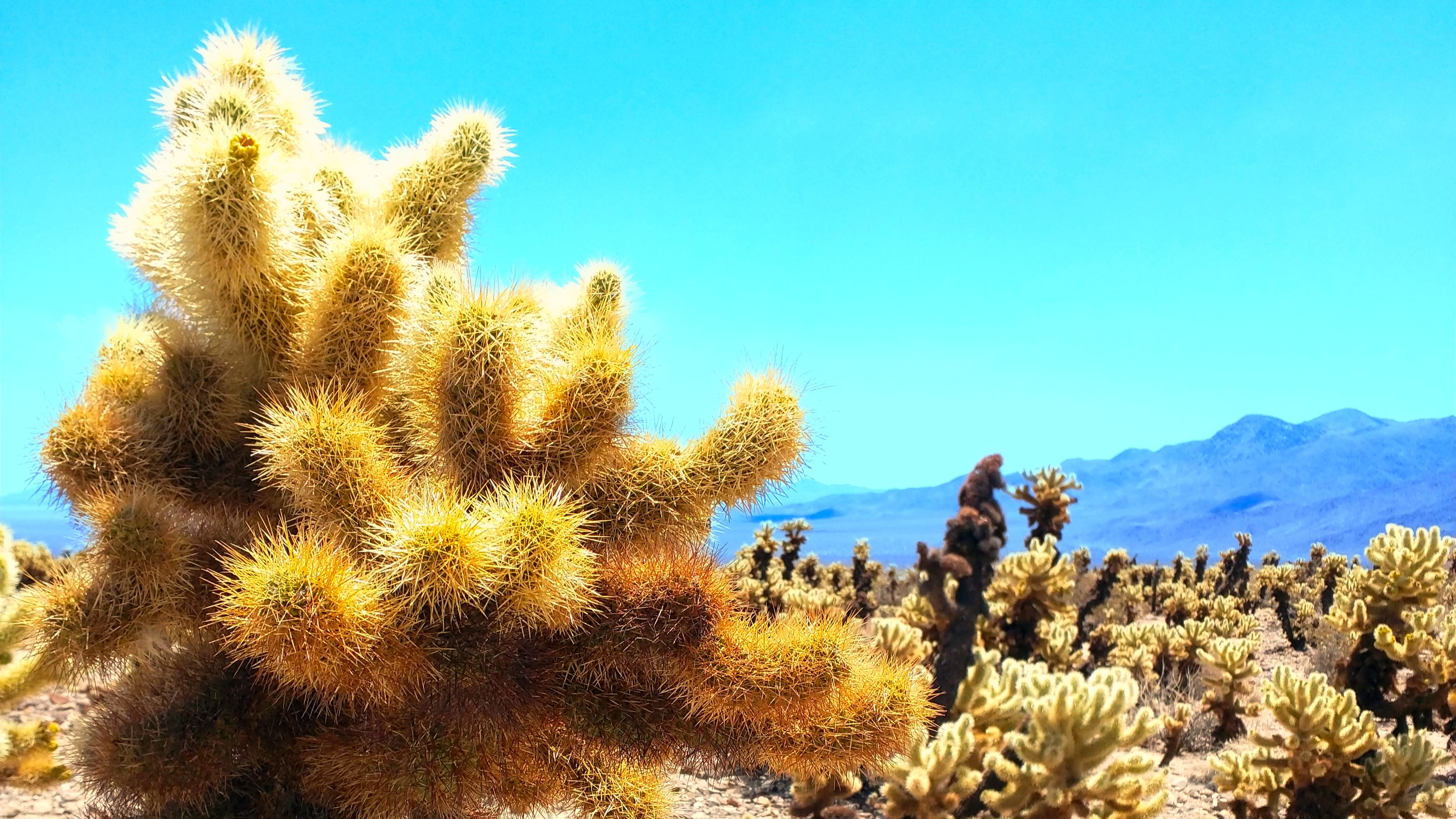 A field of teddy-bear cholla cacti under a clear blue sky at Joshua Tree National Park. The cacti’s spines are illuminated by bright sunlight, casting sharp shadows on the rocky desert terrain. Mountains are visible in the distance.