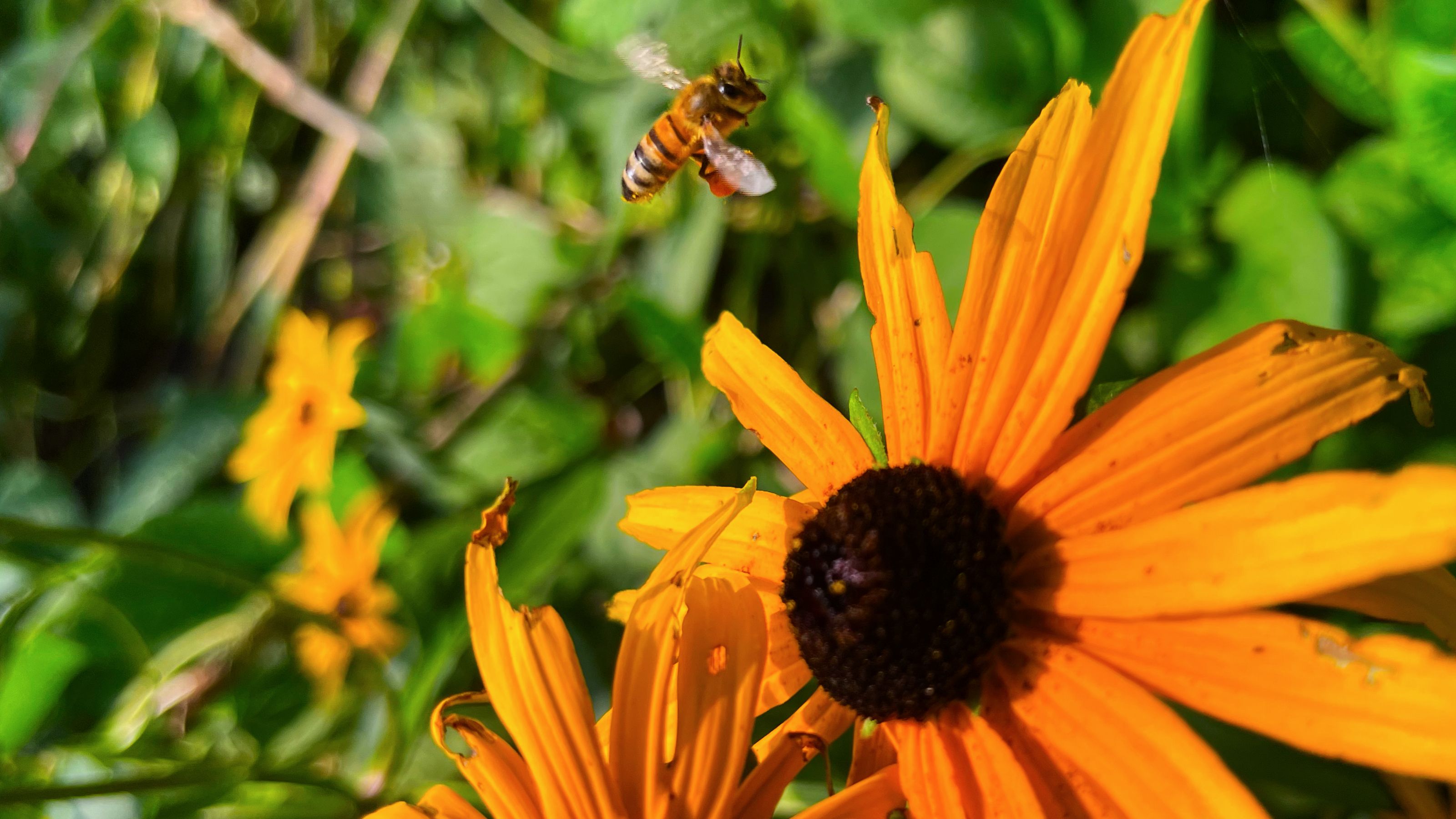 A honeybee hovers near a vibrant orange flower against a backdrop of lush green leaves. The bee's wings are visible in motion, capturing a moment of nature's activity.