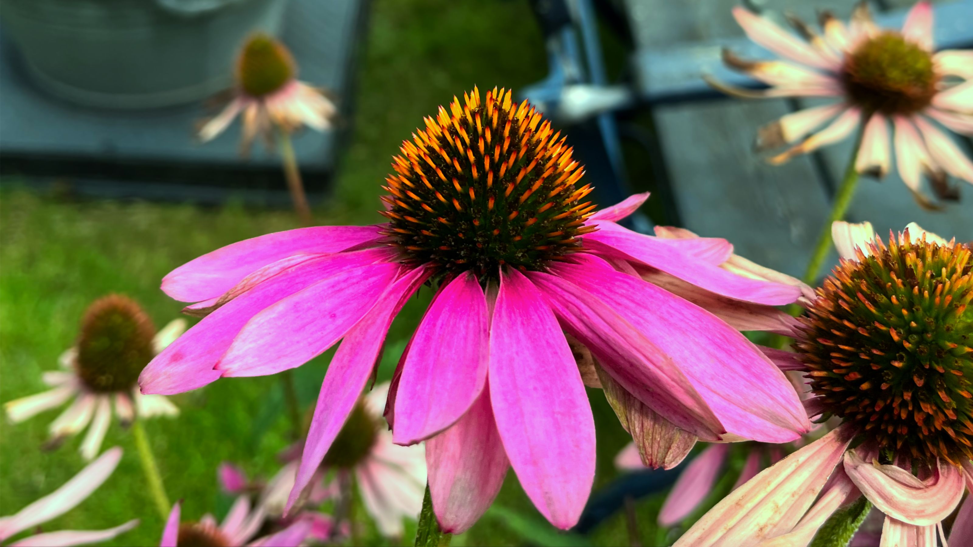 Close-up of vibrant pink echinacea flowers with prominent orange-brown centers, set against a blurred garden background. Some petals are slightly wilted, adding a touch of natural beauty.